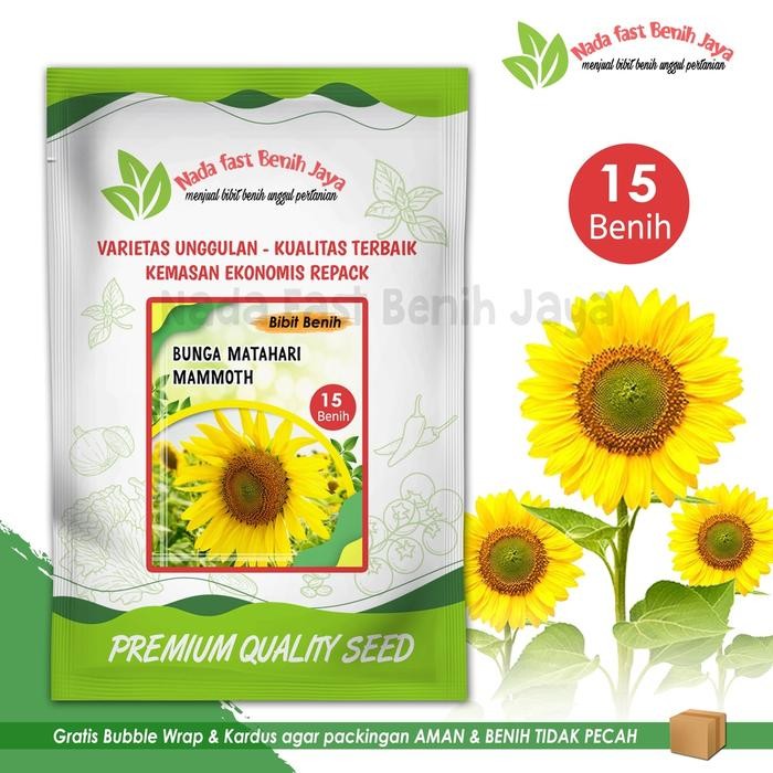 Terlaris Benih bunga matahari Mammoth 15 biji / Seeds Flower Mammoth Sun flower Bunga Matahari mudah
