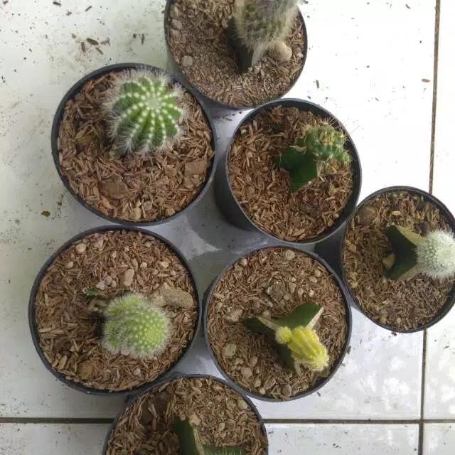 ASLI Taan s kaktus mini plus pot hitam READY STOCK