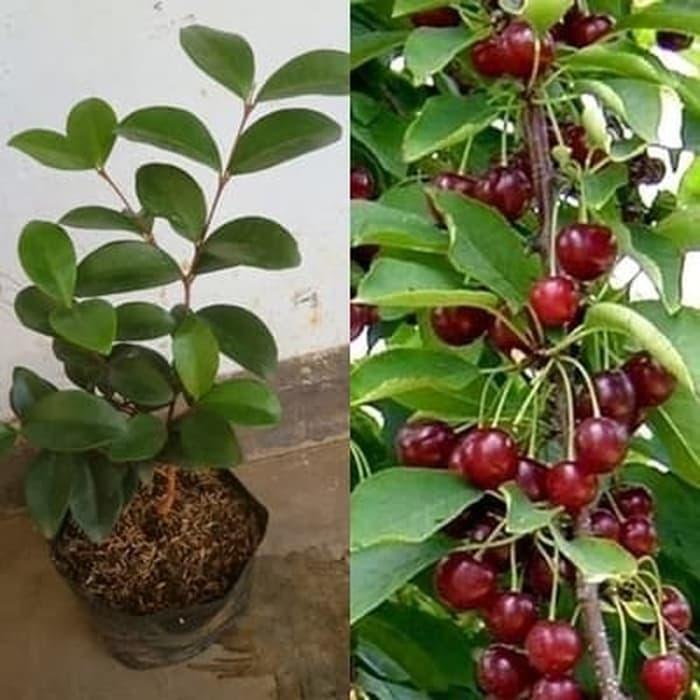 Bibit Buah Ceri Jepang Bibit Ceri Jepang Unggul Berbunga Tambulapot Tanaman