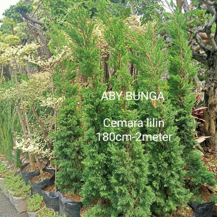 Ready Stok tanaman pohon Cemara lilin 2 meter
