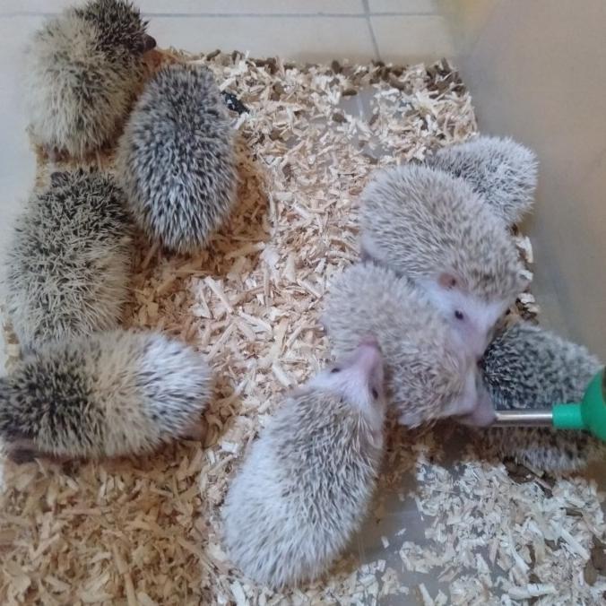 Landak Mini Anakan Lucu + Bonus