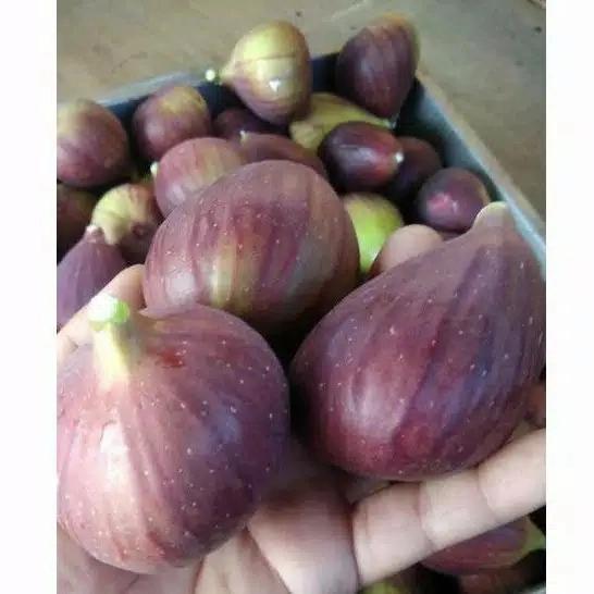 Buah tin yordania fresh 1kg