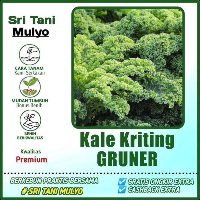 PROMO 25 BENIH BIBIT KALE GRUNER / KALE KRITING IMPORT - BIBIT SAYURAN BENIH SELADA PAKCHOY BAYAM
