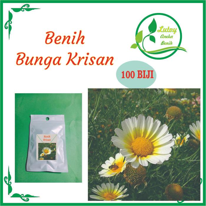 BENIH BUNGA KRISAN ISI 100 BIJI