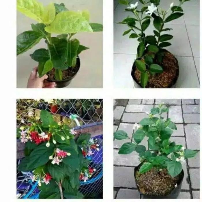 

tanaman hias 4 jenis melati Jepang,Jasmin,Belanda,jawa