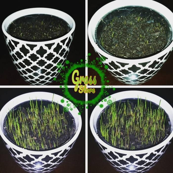 Jlterang Benih Rumput Jepang 25G - Biji Rumput Jepang - Bibit Rumput Jepang Bibit Vanili Unggul