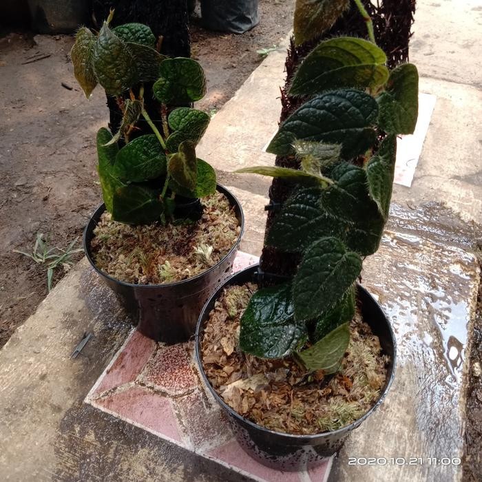 Jlterang Ficus Villosa