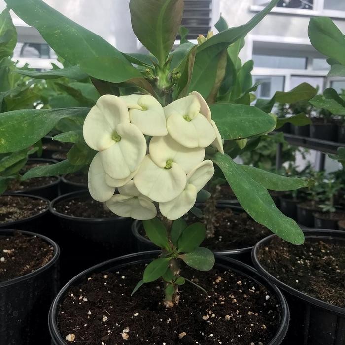 TERBAIK Tanaman euforbia bunga putih