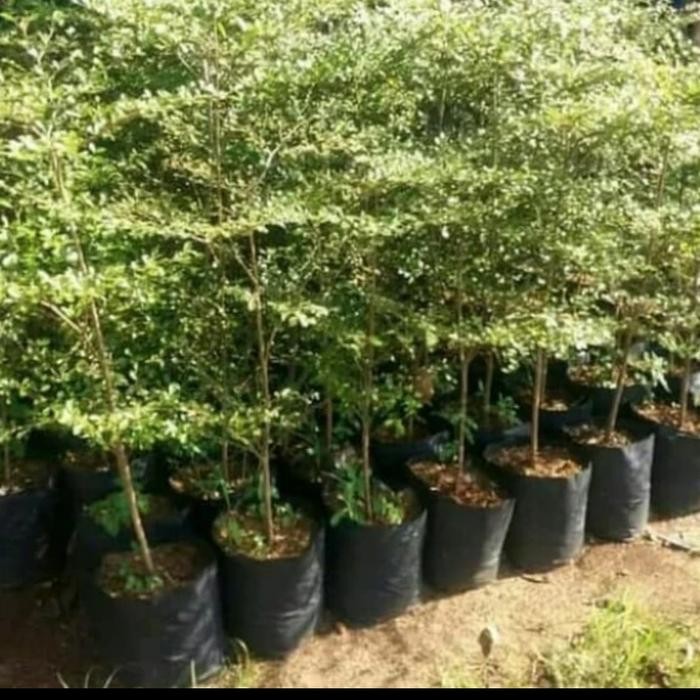 pohon ketapang kencana 1,5 meter