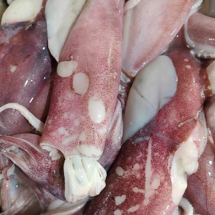 

Pilihan- Cumi Super Cumi Cumi 1 Kg Cumi 500 Gram