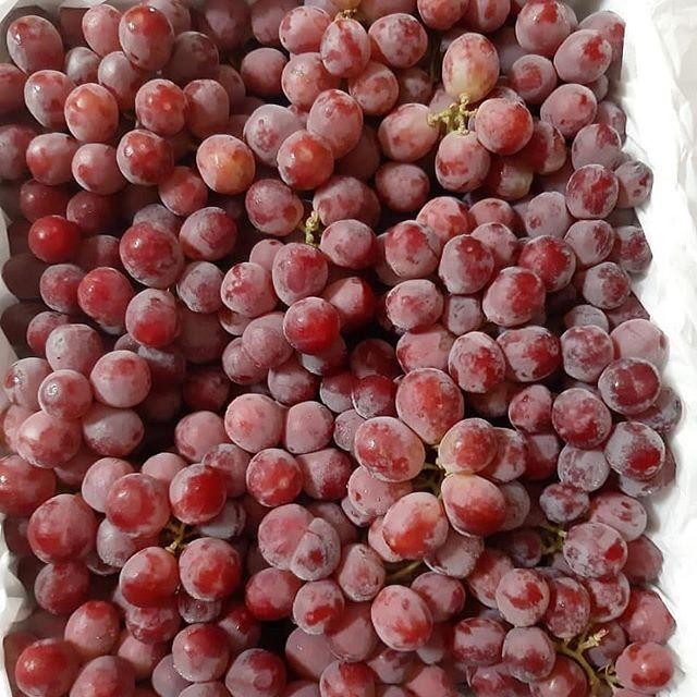 Pilihan- Anggur Merah Buah Segar Bandung