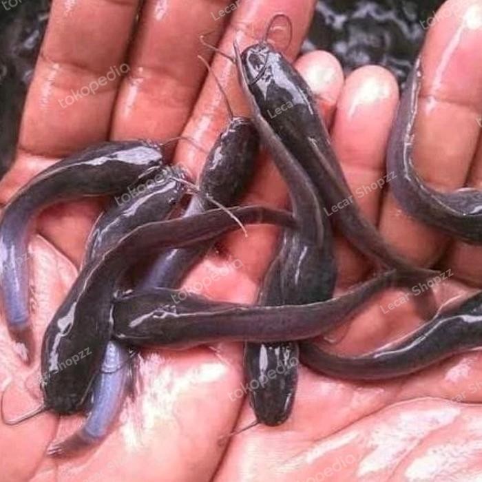 BIBIT LELE SANGKURIANG SIZE 7-8 CM PER 100 EKOR