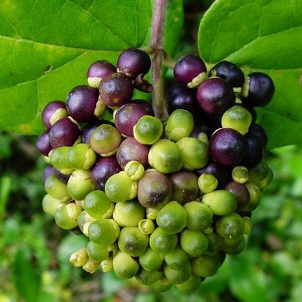 Terlaris - 50 Bibit Benih Buah Waung Singkil