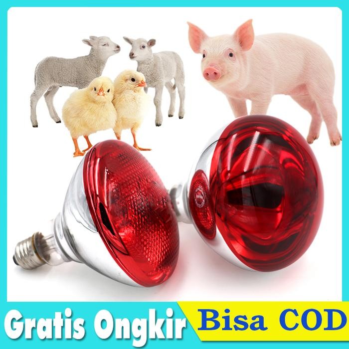 LAMPU PENGHANGAT HEWAN ANAK AYAM BABI SAPI LAMPU PEMANAS INFRARED