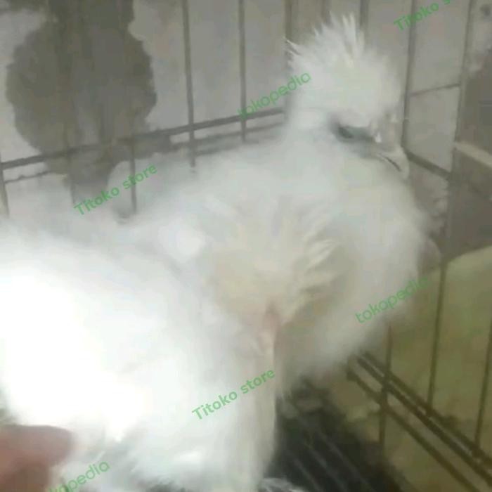 AYAM HIAS 5 EKOR AMERICA SILKIE DAN AYAM BATIK KANADA + ONGKIR TARAKAN