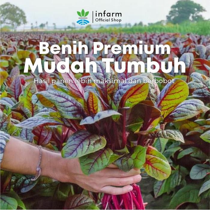 ID INFARM - BENIH UNGGUL BIBIT SAYUR BAYAM BENIH SAYURAN BAYAM LORENG BIBIT SAYUR SAYURAN SEGAR