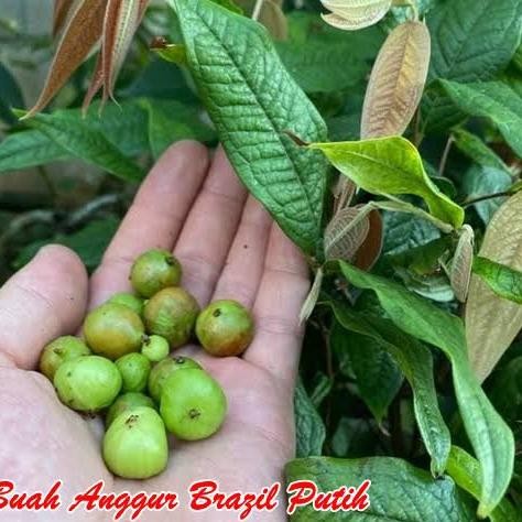 Bibit Anggur Brazil White Jaboticaba Tanaman Anggur Pohon Putih Genjah Hibrid