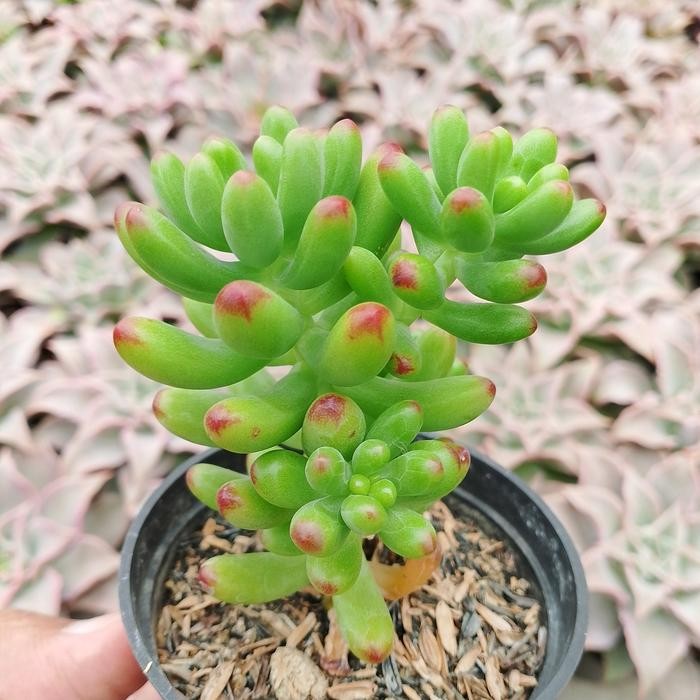 [ sedum pachyphylum jelly Bean green import KAKTUS SUKULEN TANAMAN HIAS ]