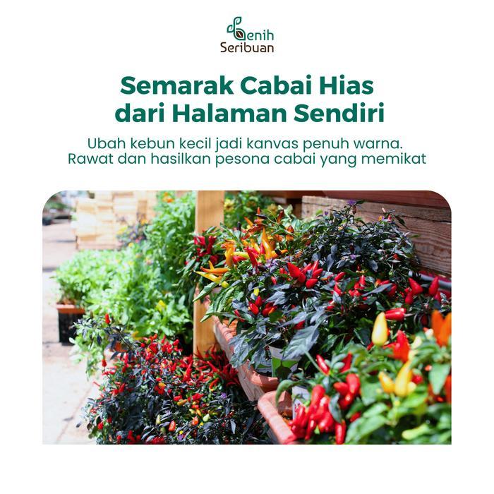 BIBIT F1 BENIH CABE HIAS PELANGI BENIH CABAI CAROLINA REAPER TANAMAN SAYUR HIAS
