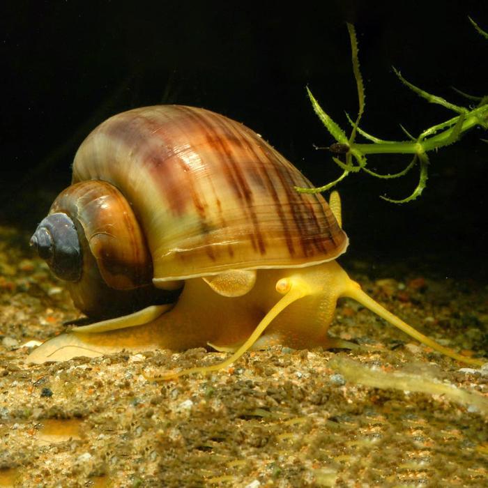 Keong Mas / Keong Emas / Keong Aquascape