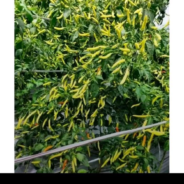 Diskon Bibit Cabe Jarum 20 Gram ( Isi 4000 Lebih Biji Benih ) Buah Super Lebat Diskon