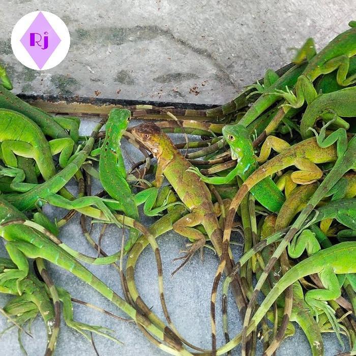 Ready Terlaris Iguana Green Colombia Beli 5 Gratis 1 Promo Murah