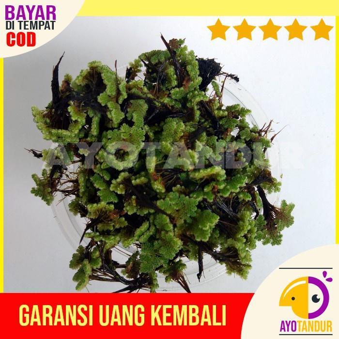 NEW BIBIT AZOLLA PINNATA AZOLA MICROPHYLLA 1 Kg