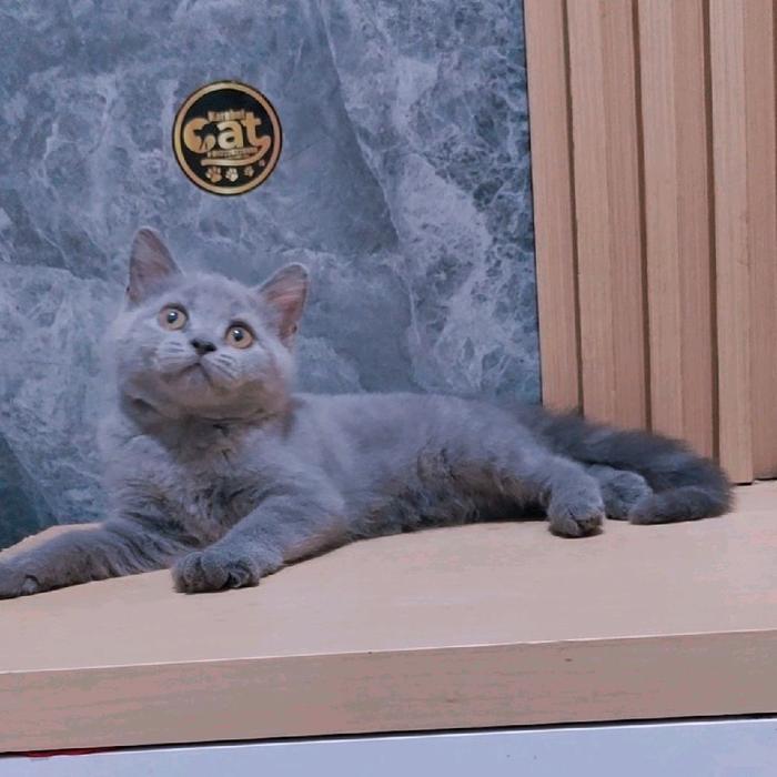 Kucing British Shorthair Abu - Kucing Peliharaan Berkualitas Tinggi dengan Bulu Pendek dan Warna Abu