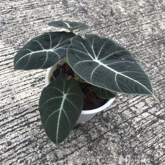 

tanaman hias alocasia black velvet