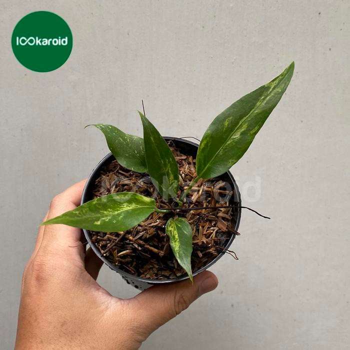 SM- Tanaman Hias Anthurium Gelombang Cinta Variegata Gelcin Varigata