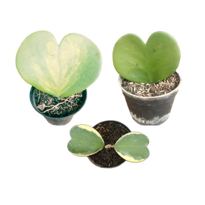 SM- paket 3 tanaman hias succulent hoya kerri love