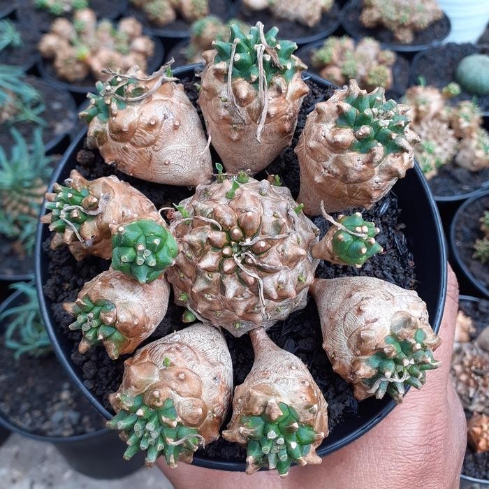 Jlterang Euphorbia Japonica Size Besar