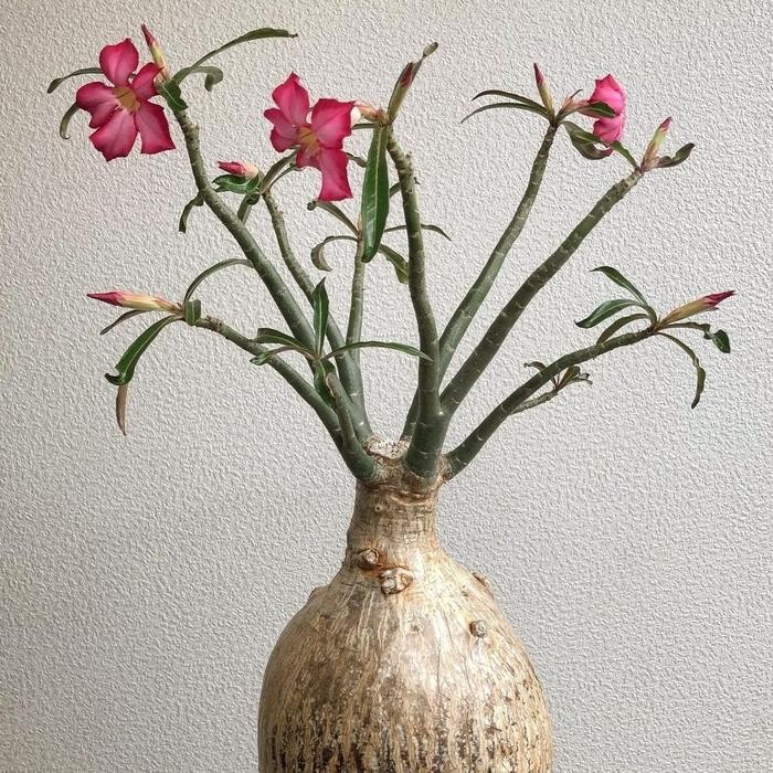 KOMPLIT Adenium somalense var nova dari biji