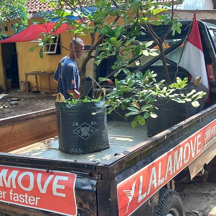 EKSLUSIF bibit jambu jamaika cangkok susu siap berbuah