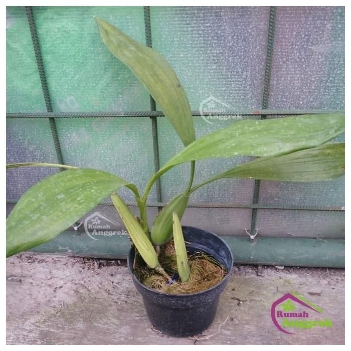 BERKUALITAS Coelogyne Pandurata anggrek hitam bunga dewasa paket unik bulan wangi