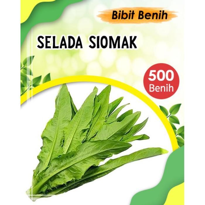 DISKON 500 biji Benih siomak selada wangi - bibit sayuran siomak