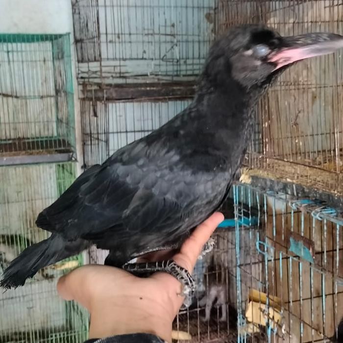 Lolohan Burung Gagak Gaok/Gagak besar