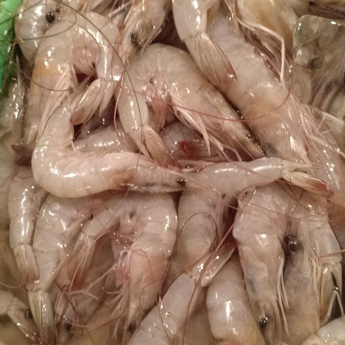 

Pilihan- Udang Paname Segar