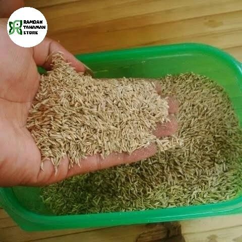 Benih Biji Rumput Gajah Mini - Bibit Rumput Gajah Mini 1Kg