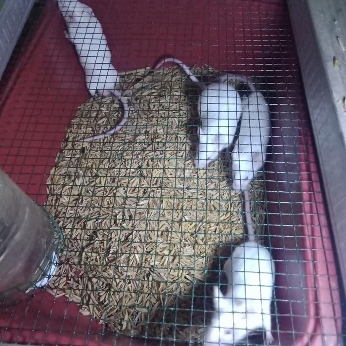 Paket Mencit 1Jantan 4Betina