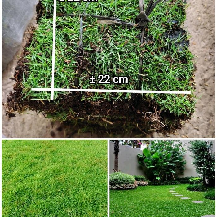 Rumput Taman Rumput Peking Rumput Jepang Hidup Rumput Gajah Mini Hidup Permeter Persegi