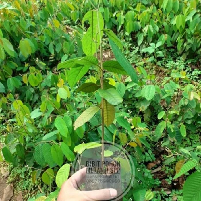 Bibit Pohon Kayu Meranti Bunga - Meranti Merah - Shorea Lapresula