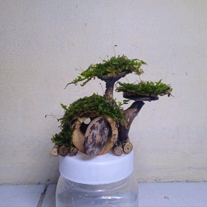 Handscape Hiasan Aquarium Aquascape Rumah Hobbit Mini dengan Bonsai dan Atap Full Moss Weeping Cocok