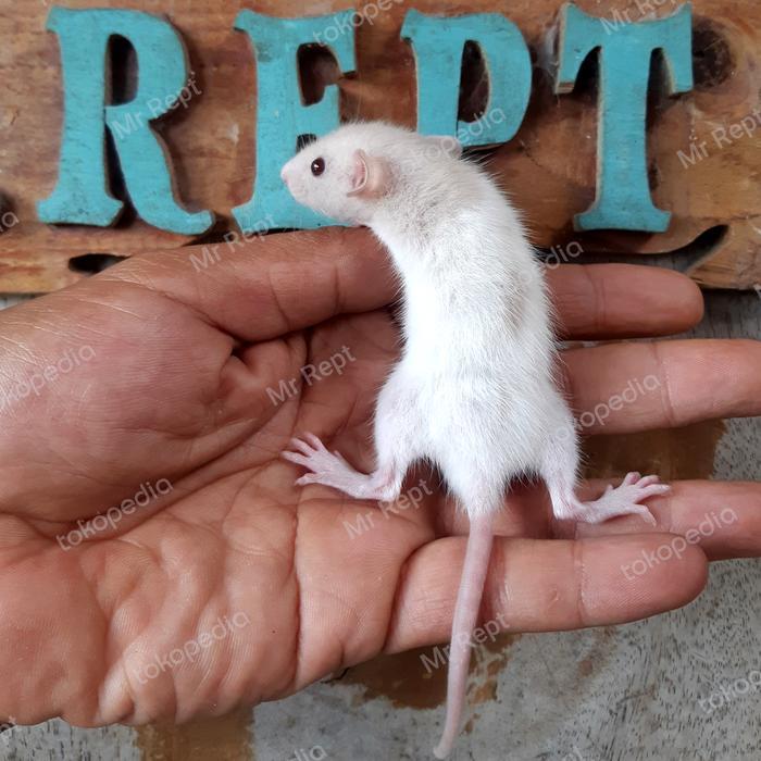 Tikus Hias Rat Dumbo EAR EXOTIC PETS