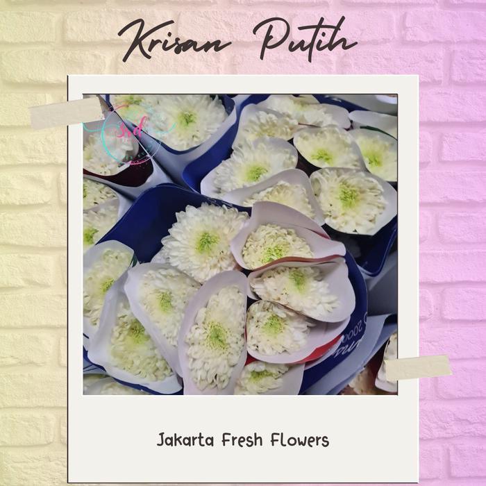 Baru Bunga Krisan (Bunga Potong Segar Jakarta)