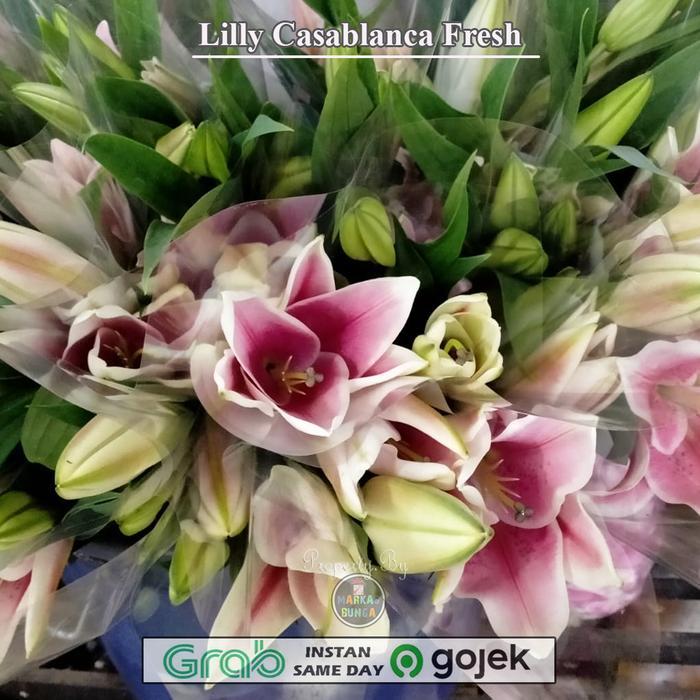 Baru Bunga Lily Casablanca / Bunga Lily Asli Fresh