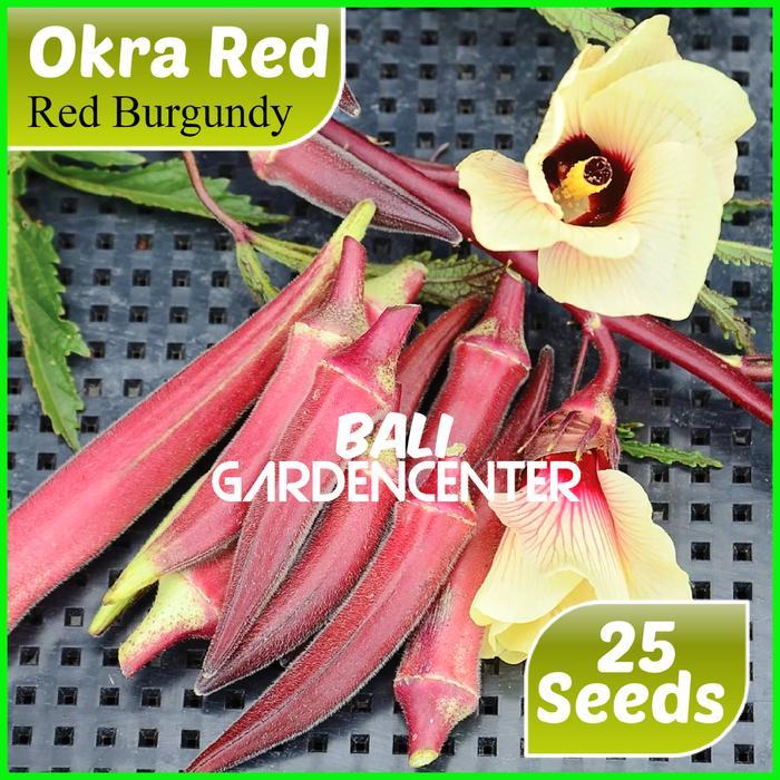 Benih Biji Okra Merah - Red Okra