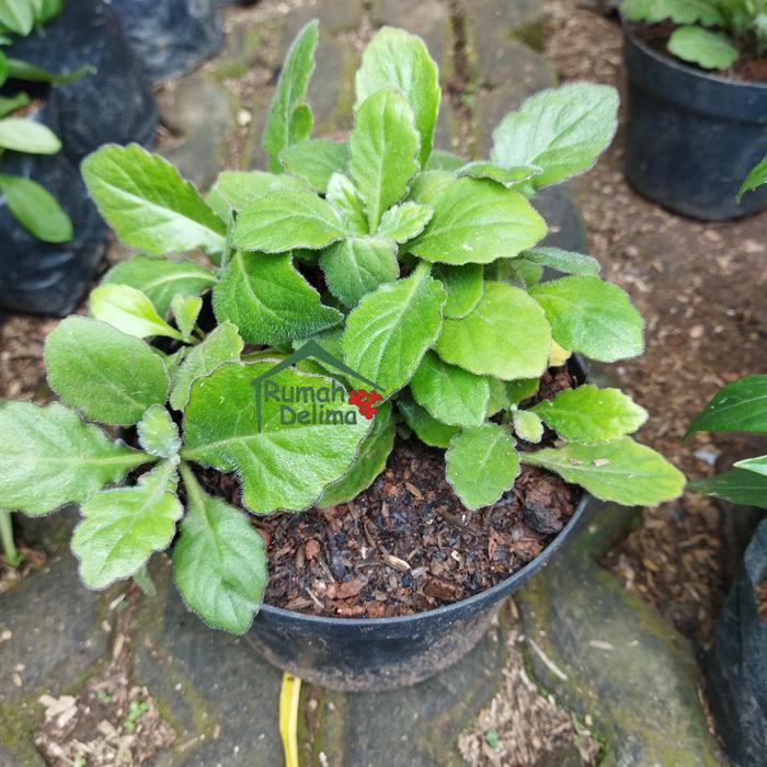 Terbaru Tanaman Daun Dewa/Tanaman Herbal Daun Dewa