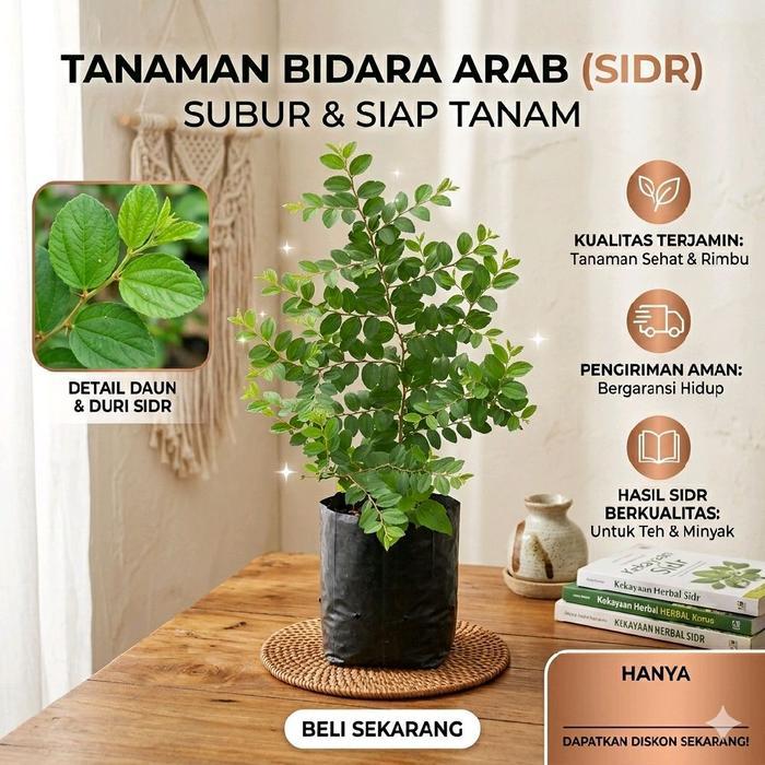 Bibit Pohon Bidara Arab dengan Daun Rimbun dan Khasiat Kesehatan untuk Ruqyah - Tanaman