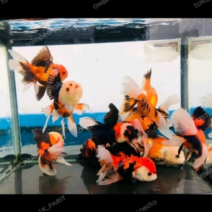 ikan koki ( 8-9cm ) panda 3 color hiasan aquarium aquascape